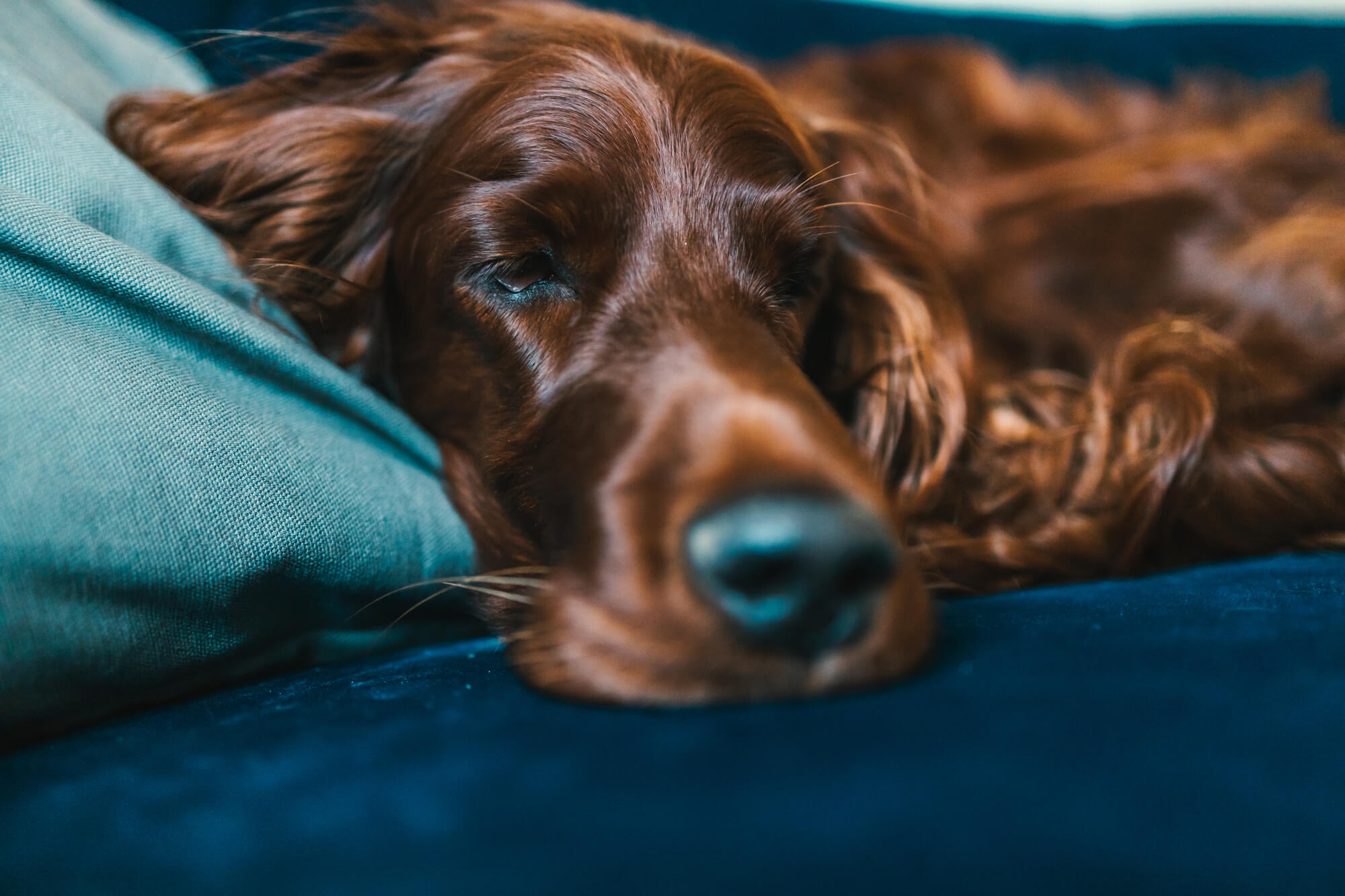 アイリッシュセッターの寿命・かかりやすい病気